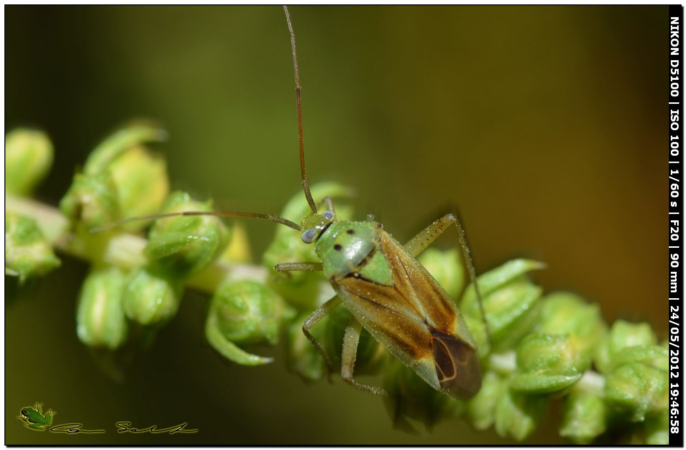 Closterotomus norwegicus, Miridae